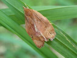 Image of Cryptolechia rhodobapta Meyrick 1923