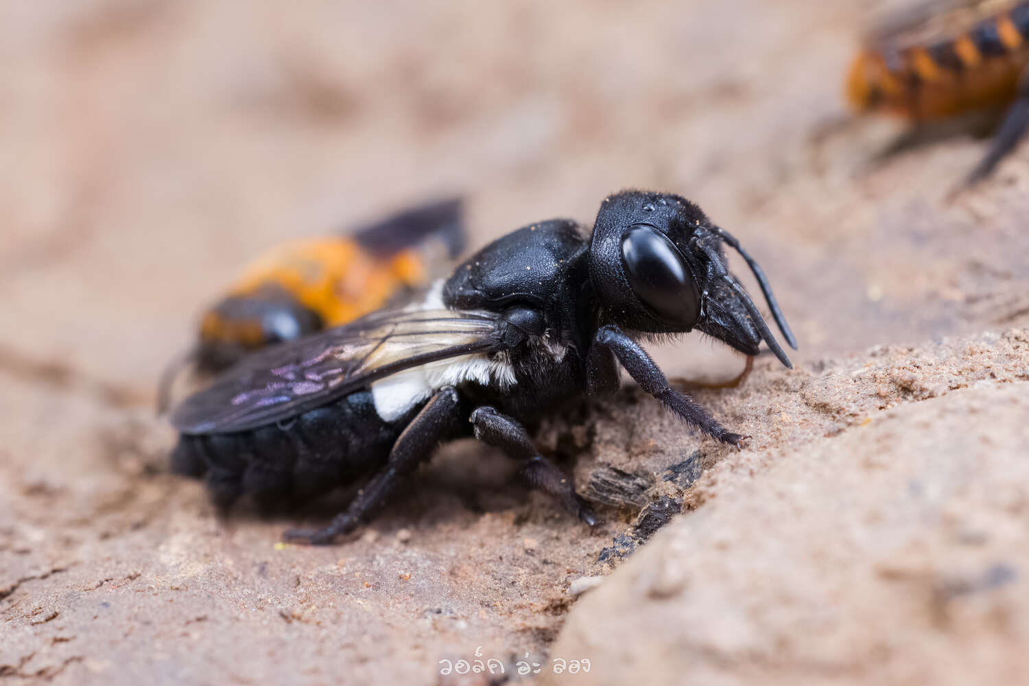 Image of Megachile disjuncta (Fabricius 1781)