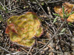 صورة Drosera zonaria Planch.