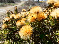 Image of Pteronia onobromoides DC.