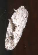 Image of Agriophara confertella Walker