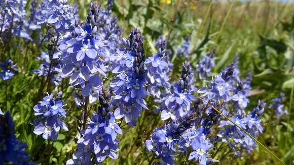 Image of Veronica orientalis Mill.