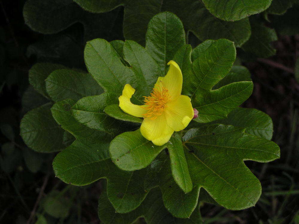 Image of Cochlospermum planchonii Hook. fil. ex Planch.