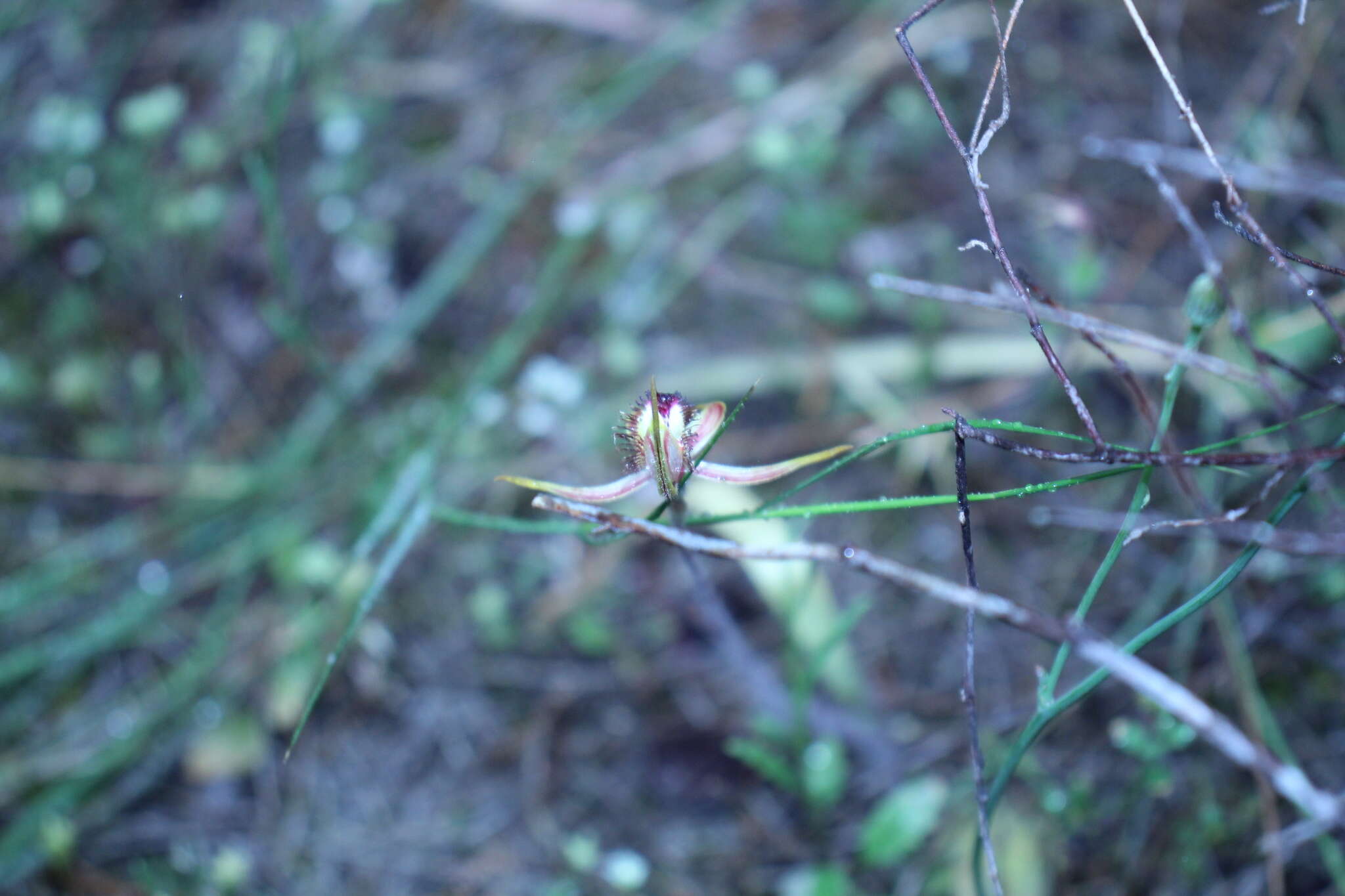 Image of Caladenia graniticola (Hopper & A. P. Br.) Hopper & A. P. Br.