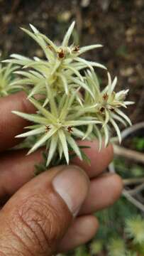 Image of Phylica plumosa L.