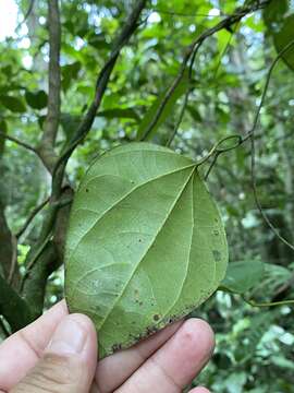 Image of Ungulipetalum filipendulum (Mart.) Moldenke