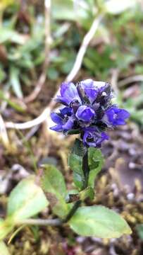 Imagem de Veronica alpina subsp. alpina