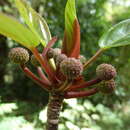 Image of Coussapoa purpusii Standl.