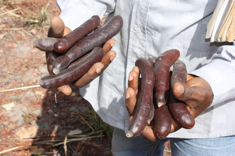 Image of African mesquite