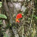 Image de Columnea microphylla Klotzsch & Hanst. ex Oerst.