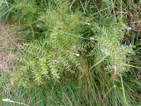 Image of Coriaria angustissima Hook. fil.