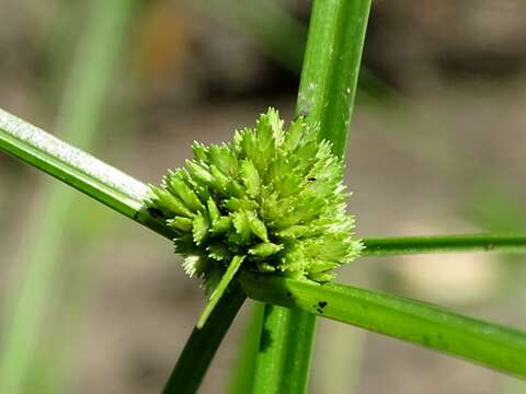 صورة Cyperus humilis Kunth