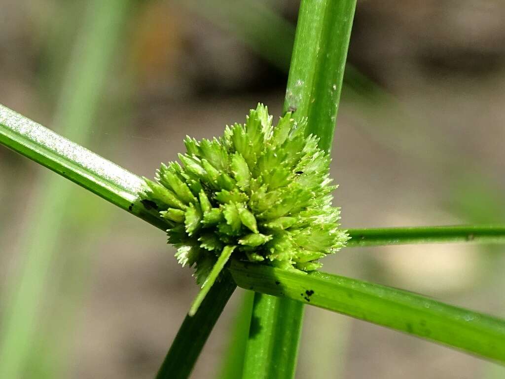 Image of Cyperus humilis Kunth