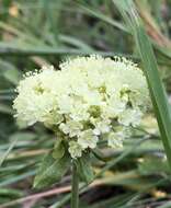 صورة Eriogonum umbellatum var. majus Hooker