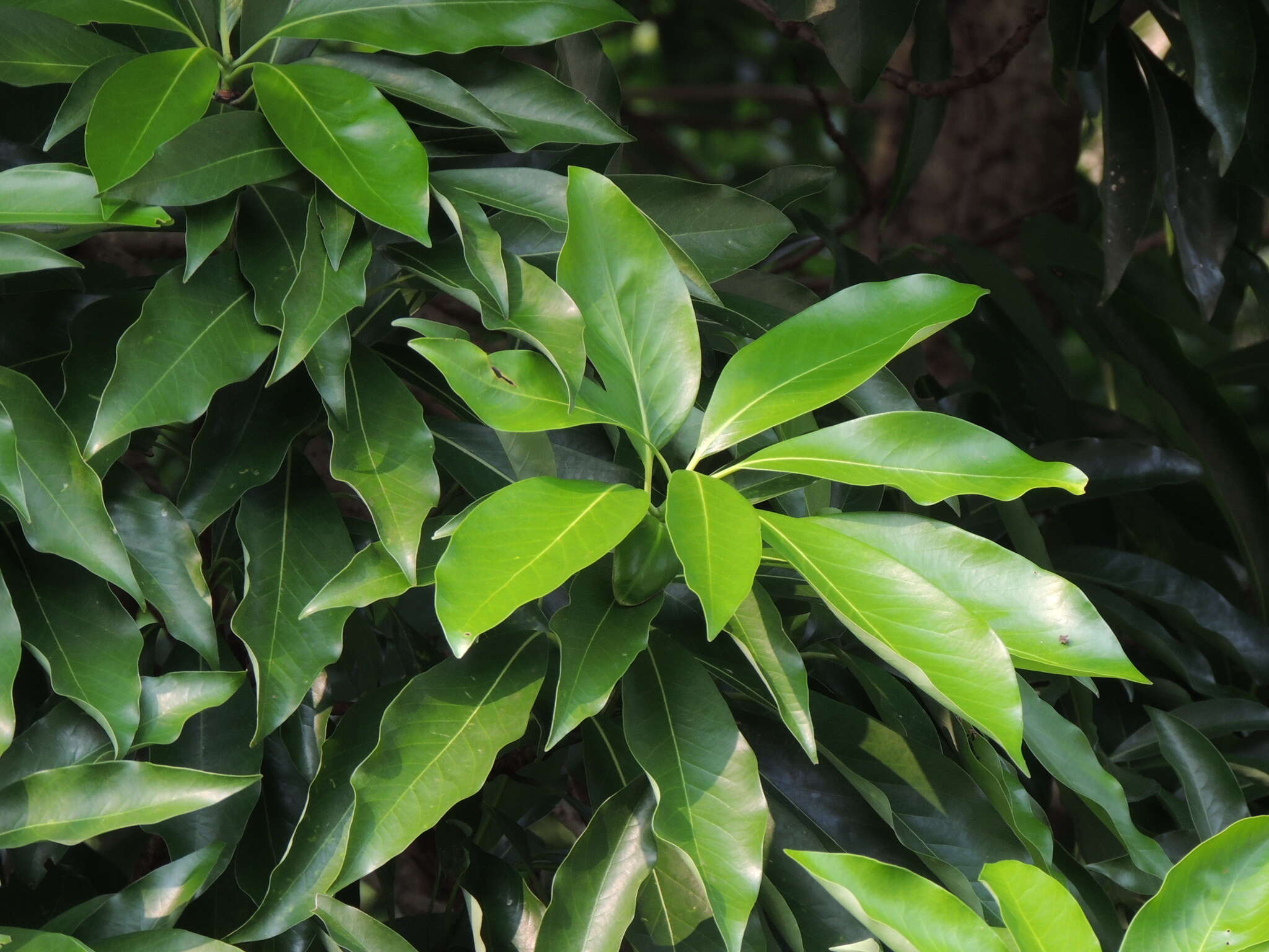 صورة Machilus japonica var. kusanoi (Hayata) J. C. Liao