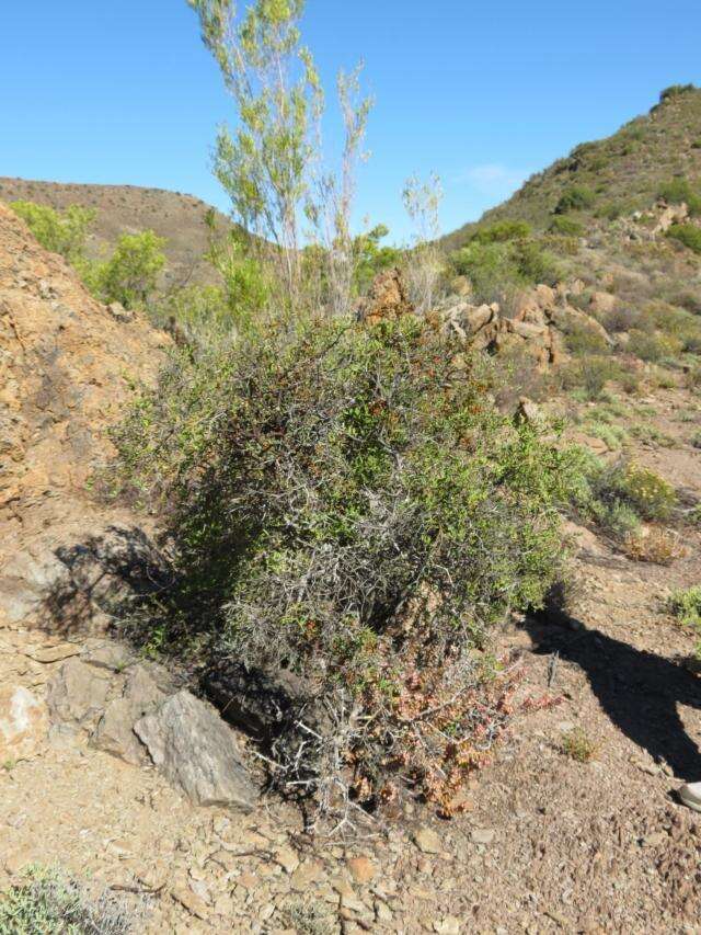 Image de Viscum rotundifolium L. fil.