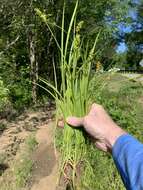 Image of Smooth-Sheath Sedge