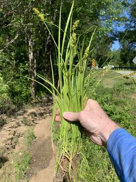 Image of Smooth-Sheath Sedge