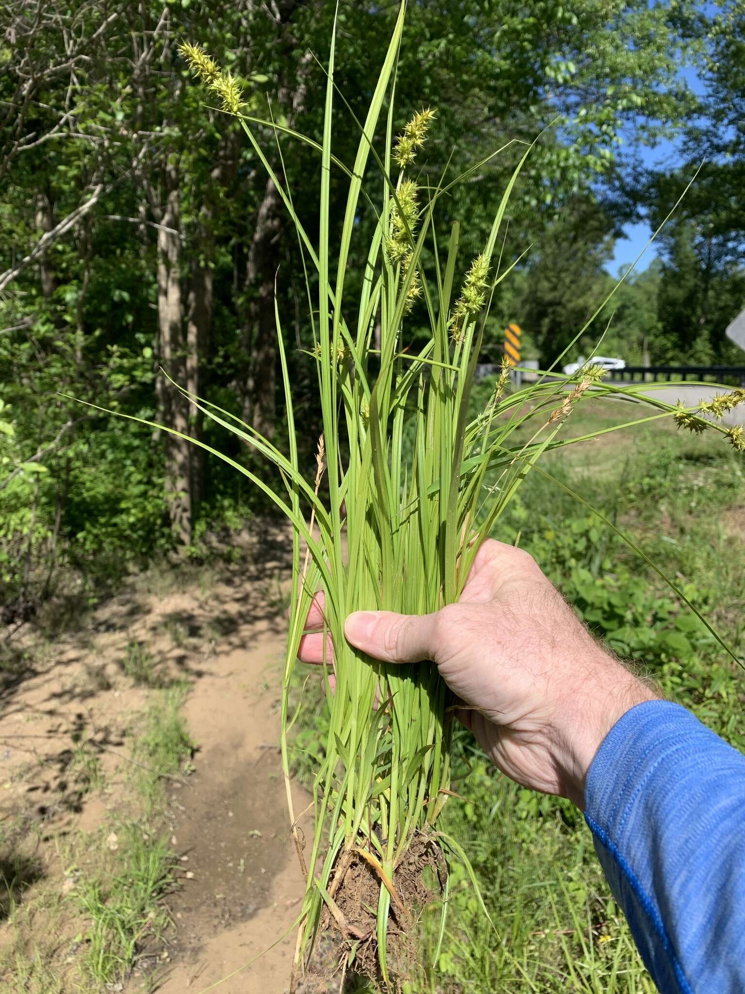 Image of Smooth-Sheath Sedge