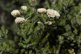 Image of Metalasia erectifolia Pillans