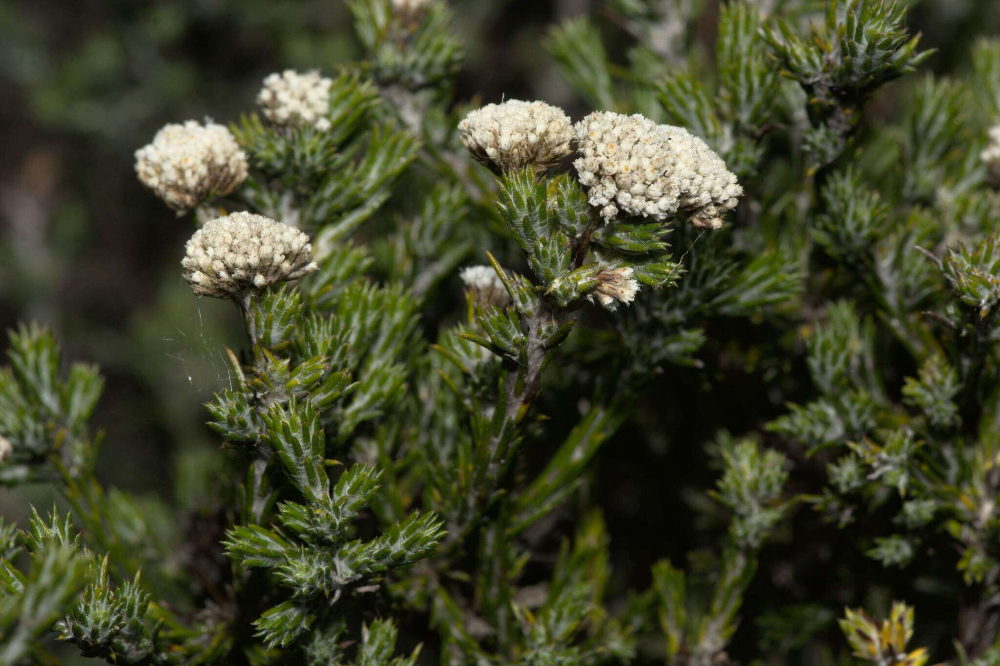 Image of Metalasia erectifolia Pillans