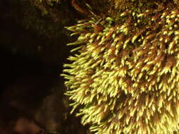 Image of woolly apple-moss