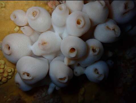 Imagem de Leucettusa lancifera Dendy 1924