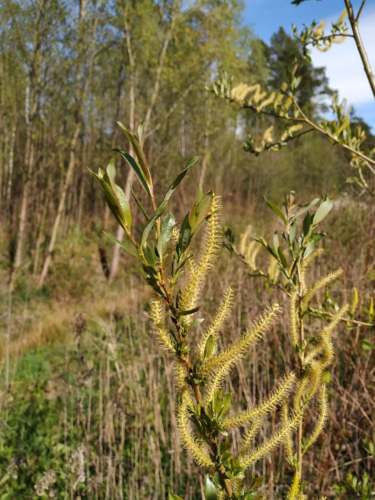 Imagem de Salix triandra L.