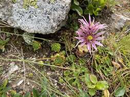 Image of Sempervivum montanum subsp. carpaticum Wettst. ex Hayek