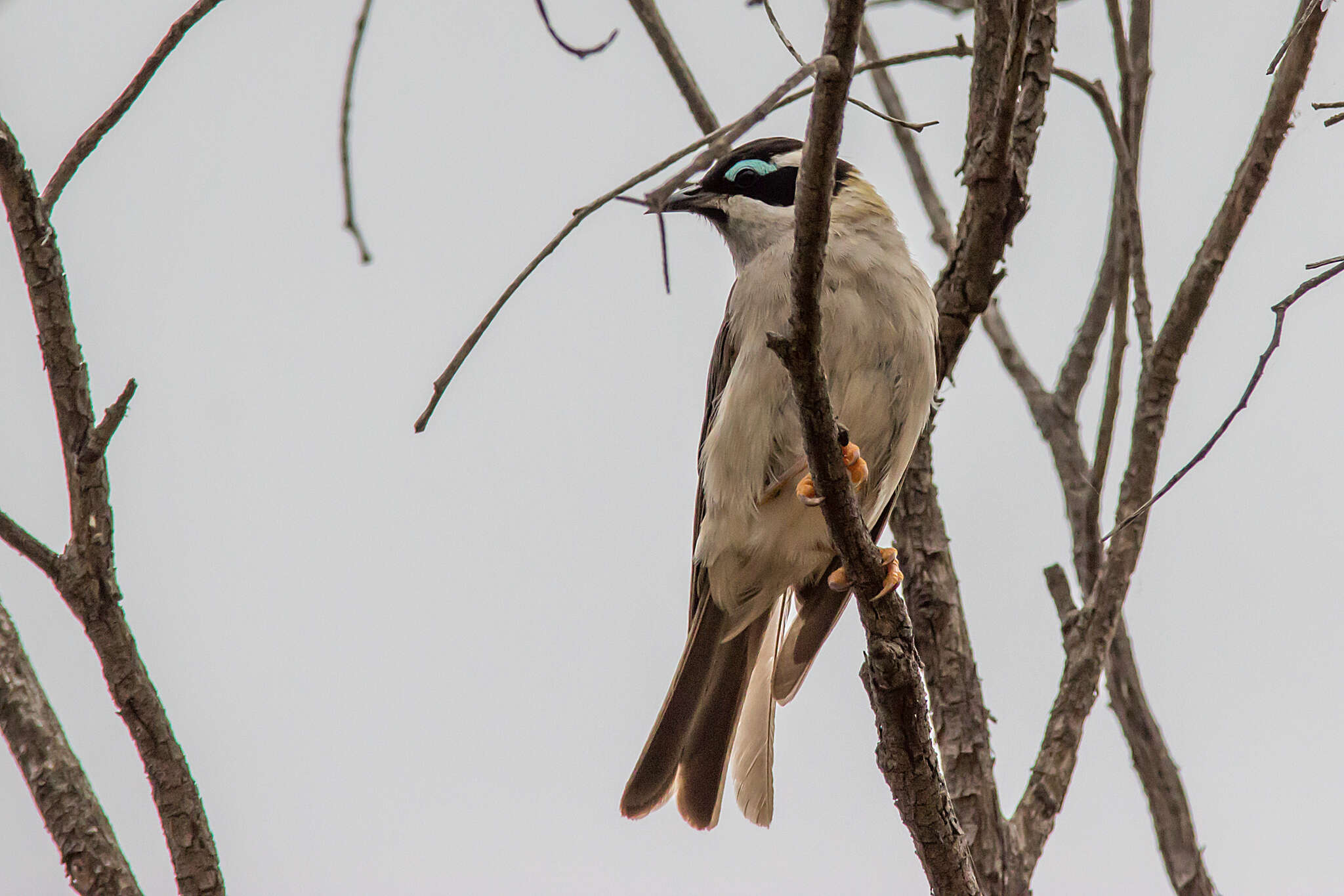 صورة Melithreptus gularis (Gould 1837)