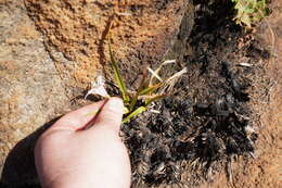 Image of Xerophyta adendorffii Behnke