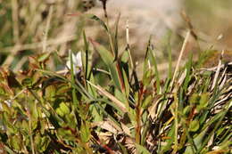 Imagem de Luzula alpinopilosa (Chaix) Breistr.