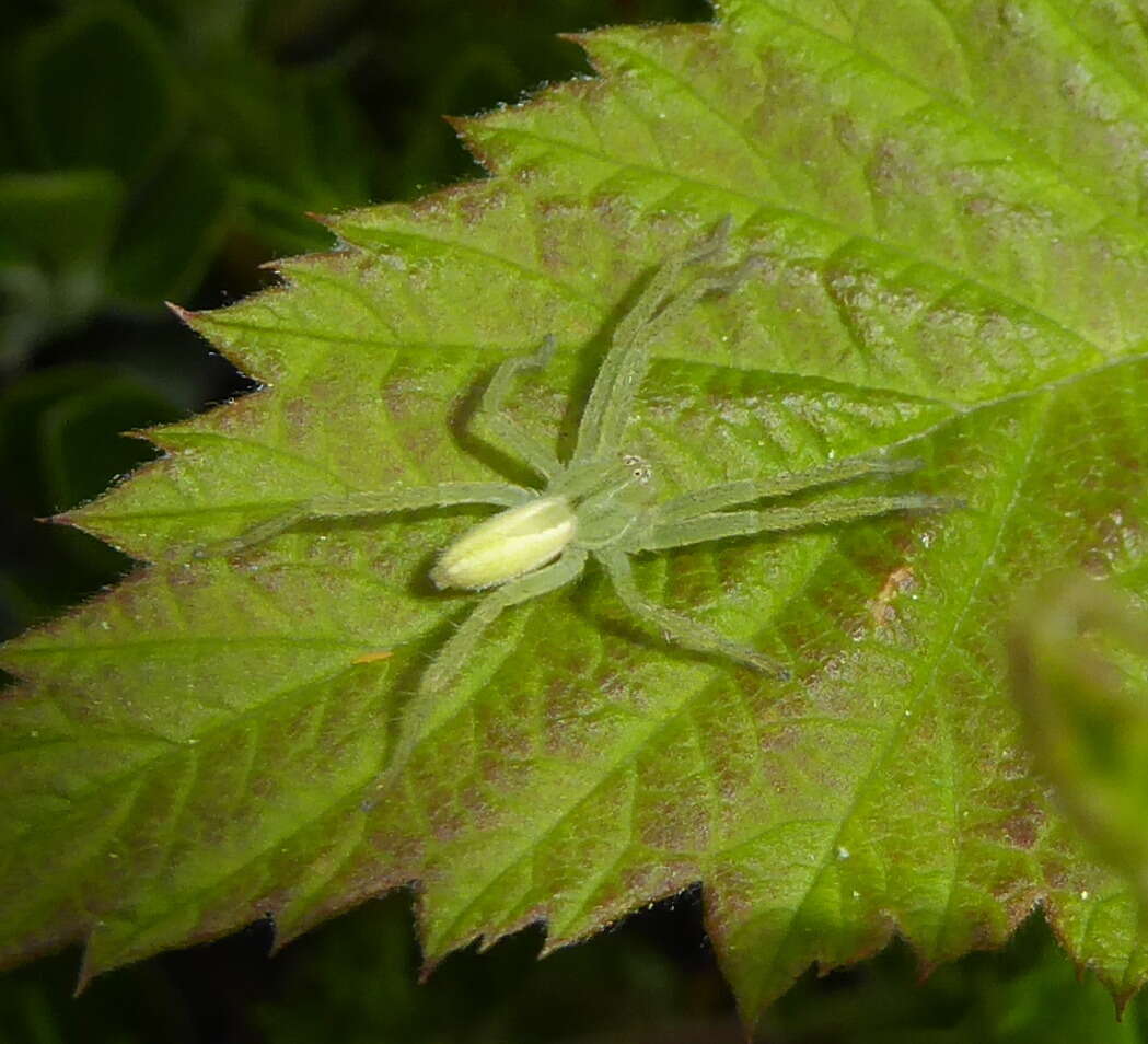 Image of Micrommata virescens (Clerck 1757)