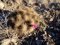 Image of Echinocereus occidentalis subsp. breckwoldtiorum