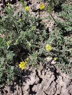 Image of western tansymustard