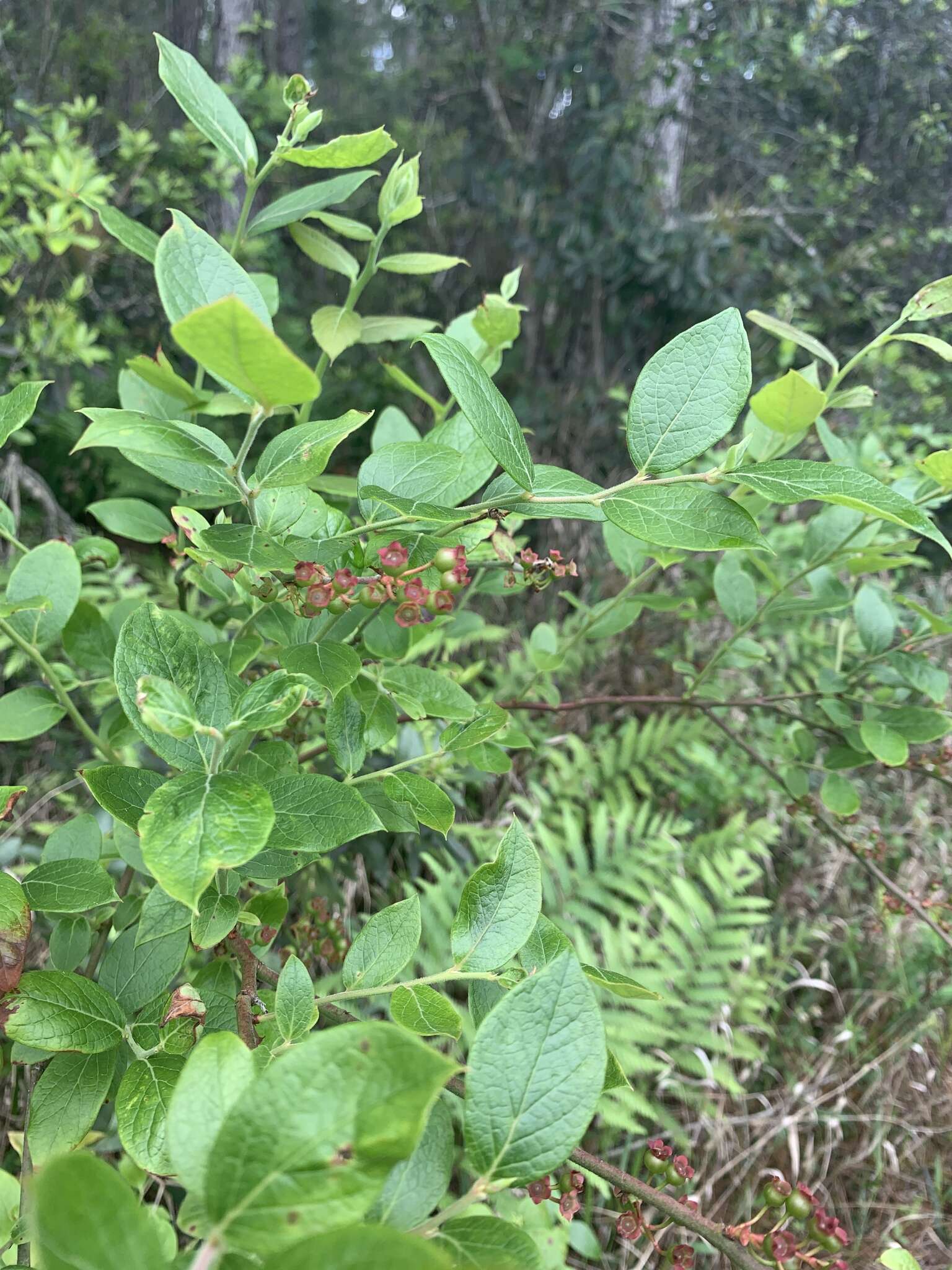 Plancia ëd Vaccinium fuscatum Ait.