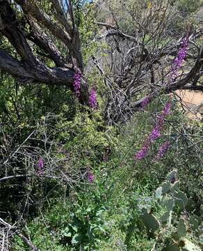 Image of Long Valley tumblemustard