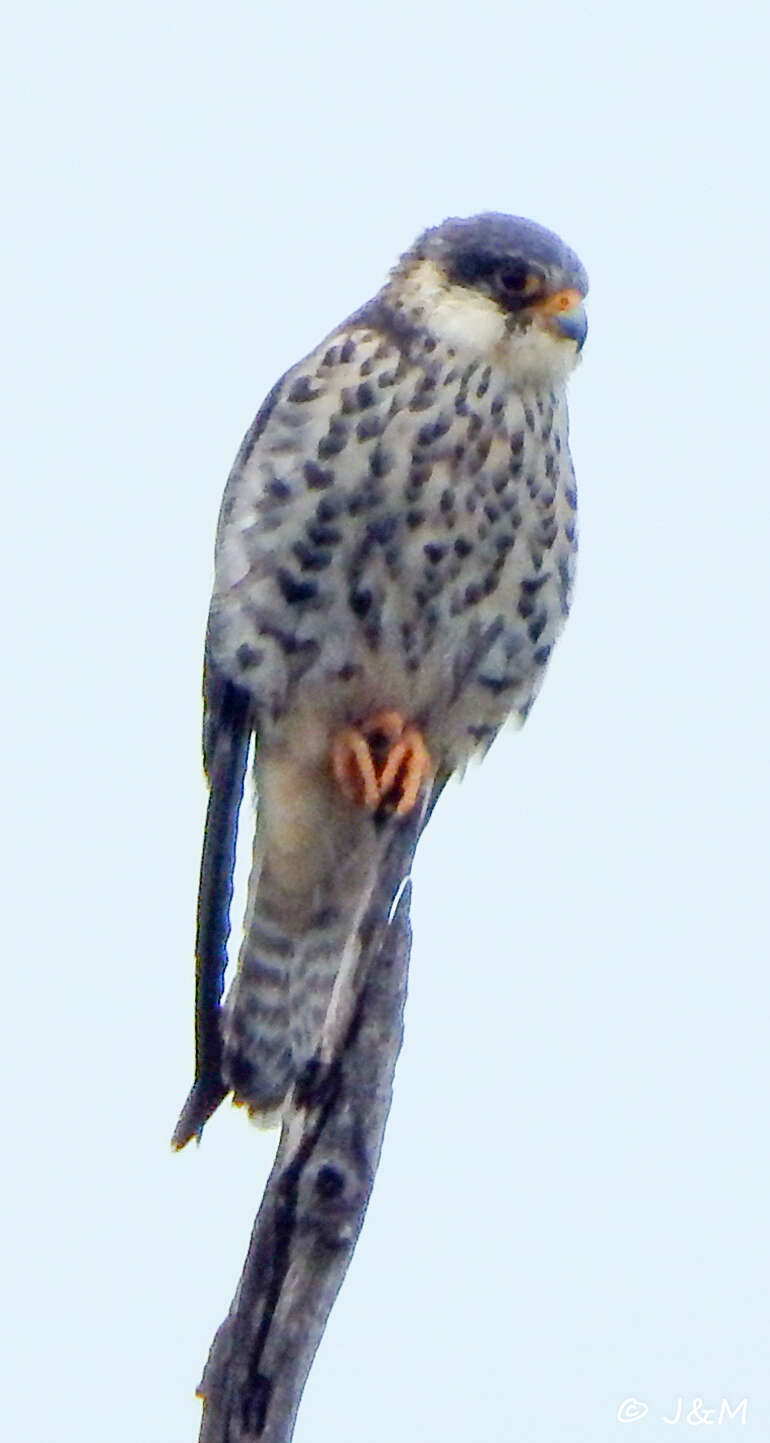 Image of Amur Falcon