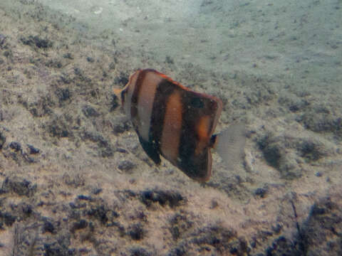 Image of Beaked coralfish