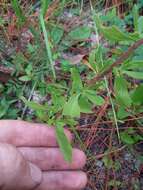 Image of waxy thoroughwort