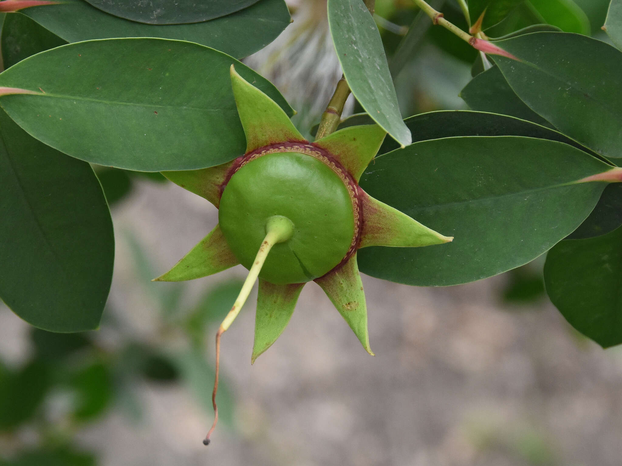 Image of Sonneratia caseolaris (L.) A. Engl.