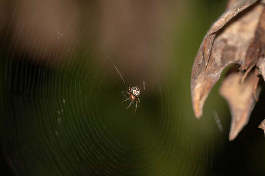 Image de Araneus pegnia (Walckenaer 1841)