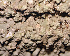 Image de <i>Physcia americana</i> G. Merr.