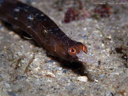 Image of White-nose Pipefish