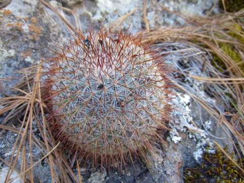 Image of Mammillaria rekoi (Britton & Rose) Vaupel