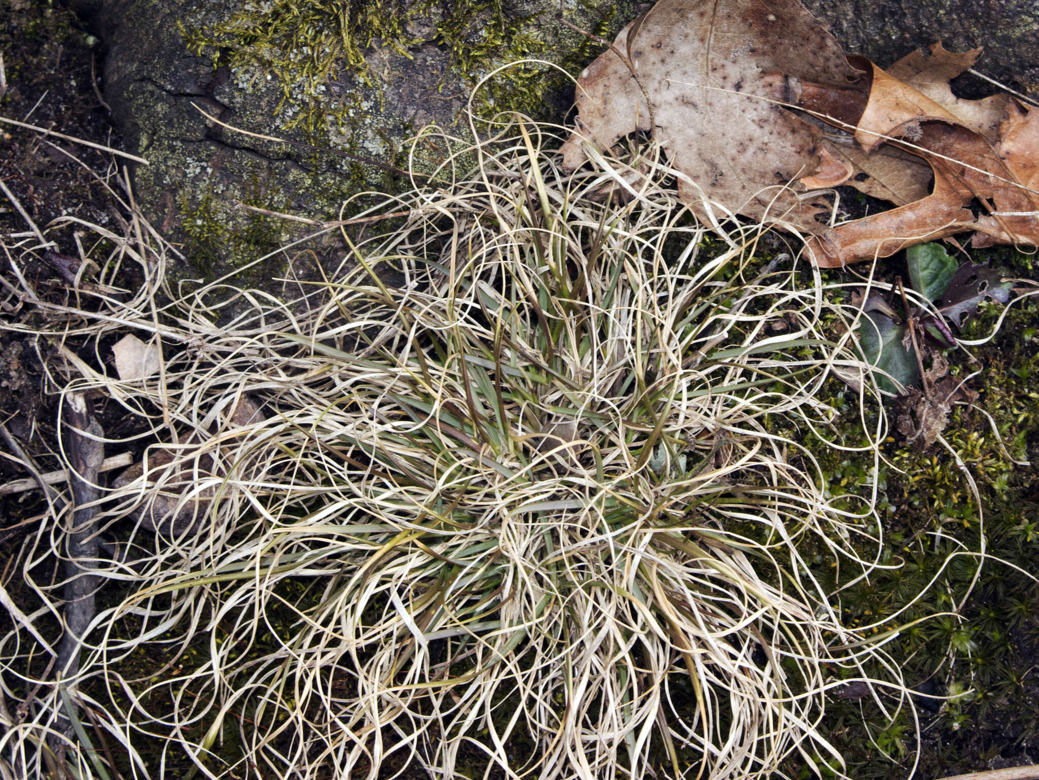 Image of poverty oatgrass