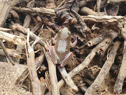 Image of Dotted Reed Frog