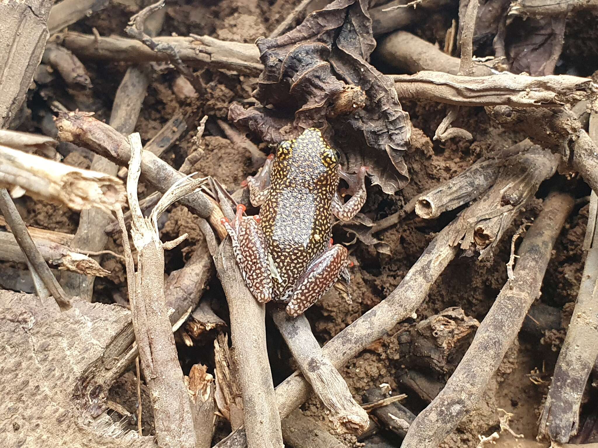 Image of Dotted Reed Frog