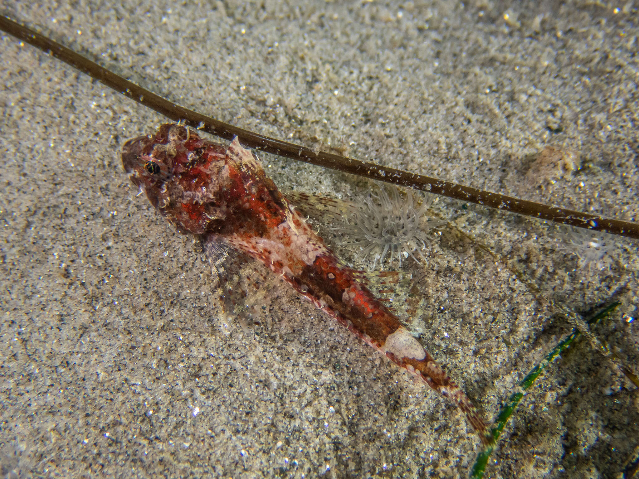 Image of Pit-head sculpin
