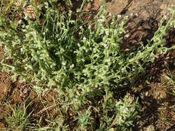 Image of chuckwalla combseed